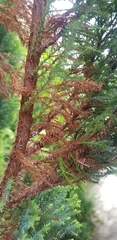 Cupressaceae