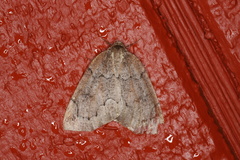 Spodolepis substriataria