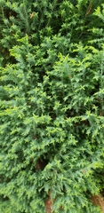Cupressaceae