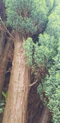 Cupressaceae