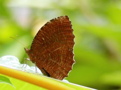 Elymnias hypermnestra beatrice