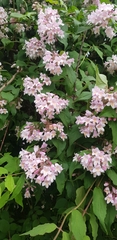 Kolkwitzia amabilis