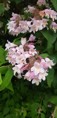 Kolkwitzia amabilis