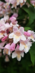 Kolkwitzia amabilis