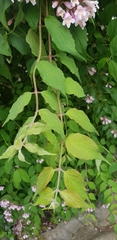 Kolkwitzia amabilis