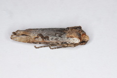 Xylena thoracica