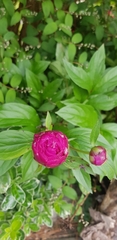 Magnoliopsida