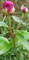 Magnoliopsida