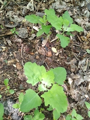 Chenopodium suecicum