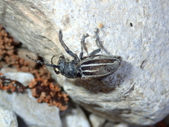 Dorcadion fuliginator