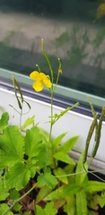 Chelidonium majus