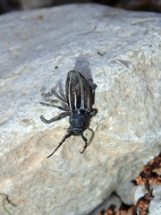 Dorcadion fuliginator