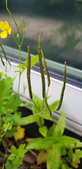 Chelidonium majus