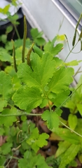 Chelidonium majus