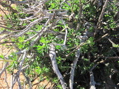 Pelargonium karooicum