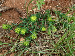 Euphorbia flavicoma