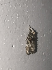 Phtheochroa rugosana