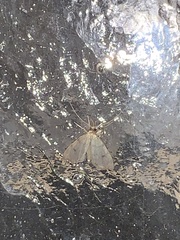 Hemeroplanis historialis