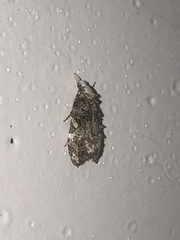 Phtheochroa rugosana