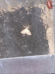 Hemeroplanis historialis