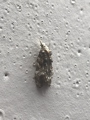 Phtheochroa rugosana