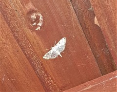Pycnarmon cribrata
