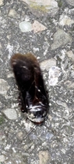 Panesthiinae