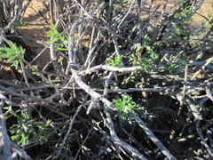 Pelargonium karooicum