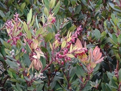 Vaccinium varingiifolium