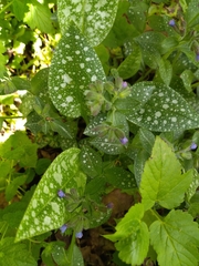 Pulmonaria saccharata