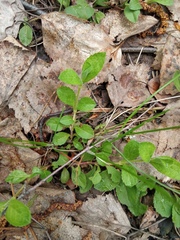 Veronica officinalis