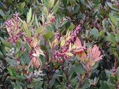 Vaccinium varingiifolium