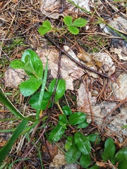 Veronica officinalis