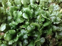 Marchantia polymorpha