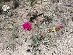 Centaurea carduiformis