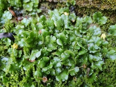 Marchantia polymorpha