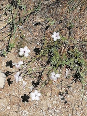 Linum hirsutum