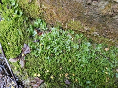 Marchantia polymorpha