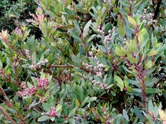 Vaccinium varingiifolium