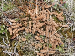 Tetrao