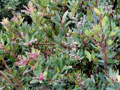 Vaccinium varingiifolium