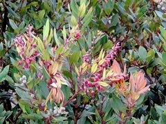 Vaccinium varingiifolium