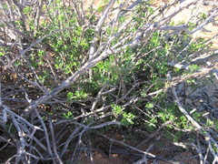 Pelargonium karooicum