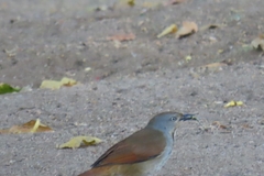 Cichladusa arquata