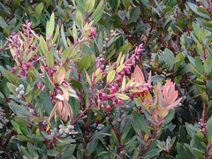 Vaccinium varingiifolium