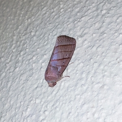 Asta quadrilinea