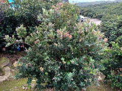 Vaccinium varingiifolium