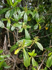 Skimmia