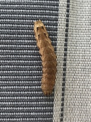 Noctua fimbriata