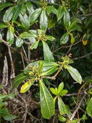 Skimmia